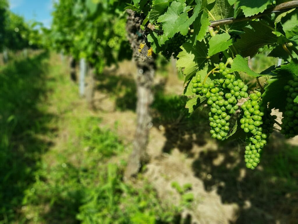 zomerdruiven