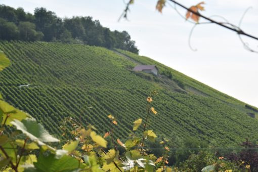 Wijngaard van Wachtstetter in Pfaffenhofen, Württemberg