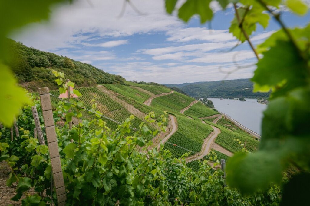 Duitse wijn | Mittelrhein